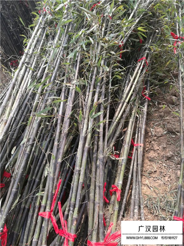 紫竹與金鑲玉竹(圖1)