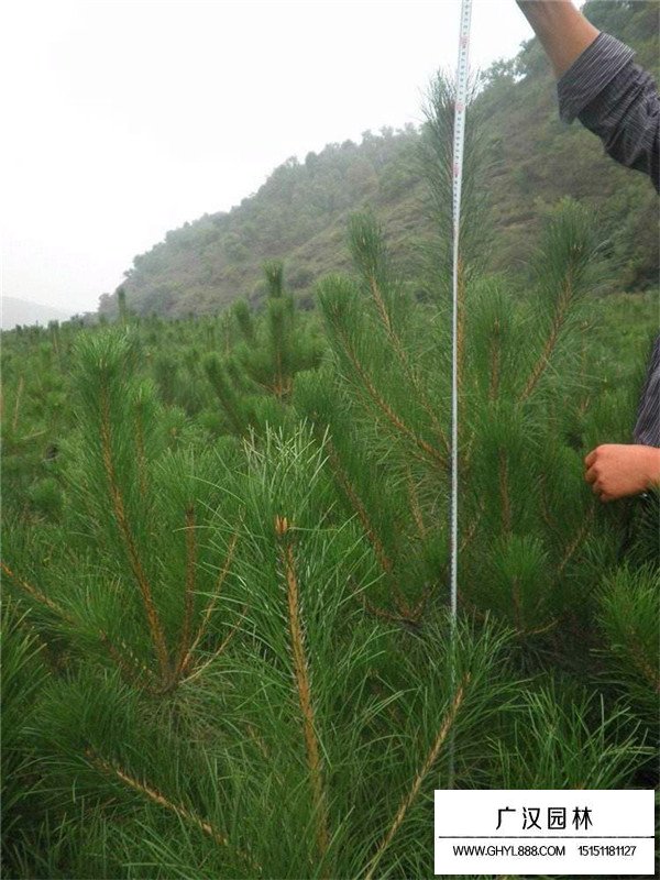 油松出穗時能澆水嗎(圖4)