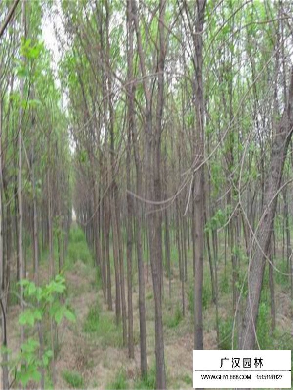 沭陽黃櫨樹價格(圖4)