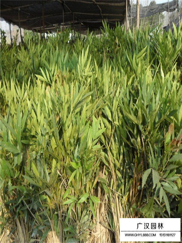 十大功勞樹種植(圖4)