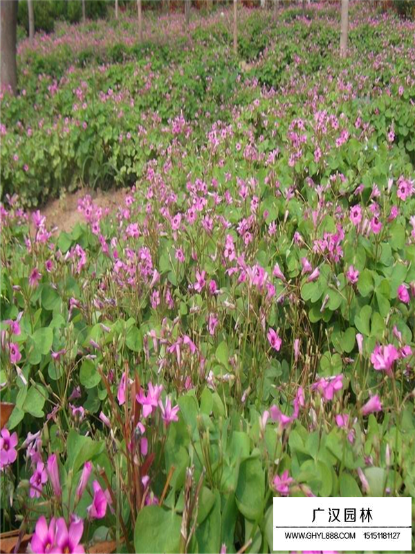 昆明紅花醡漿草(圖4)