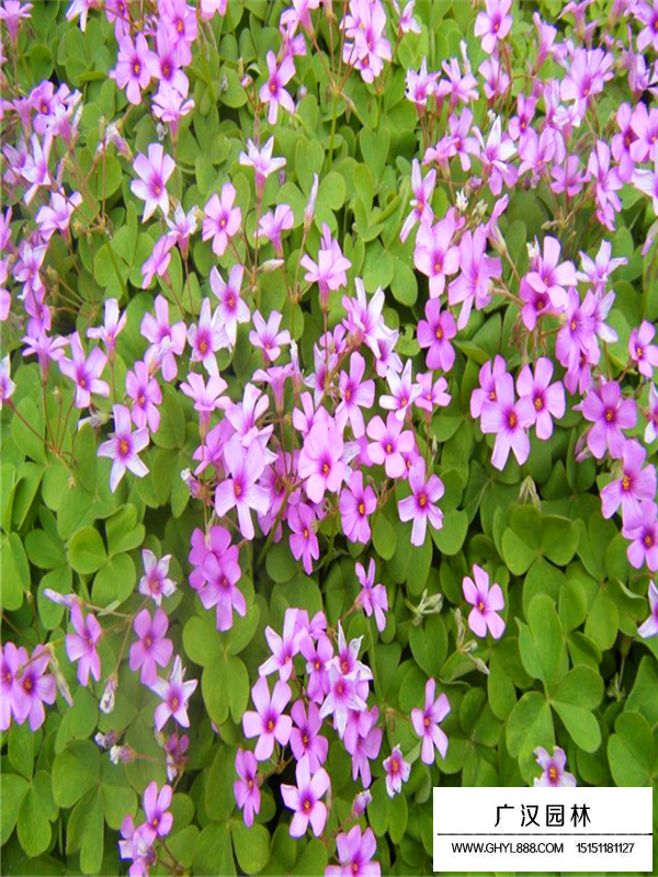 宿遷紅花醡漿草苗子(圖3)