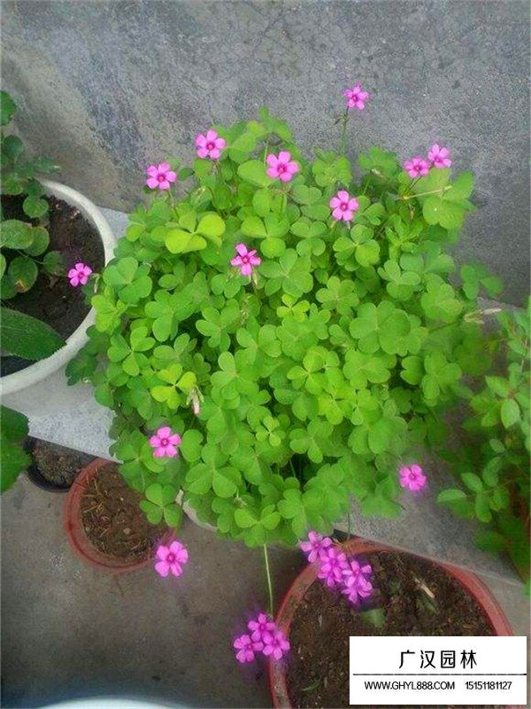 宿遷紅花醡漿草苗子(圖4)
