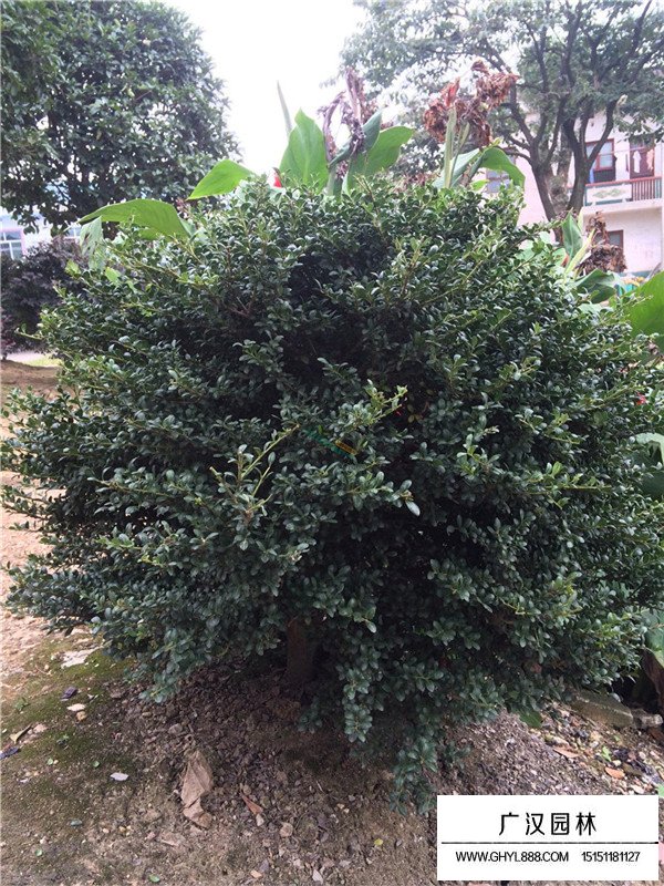 什么時候種植龜甲冬青(圖1)