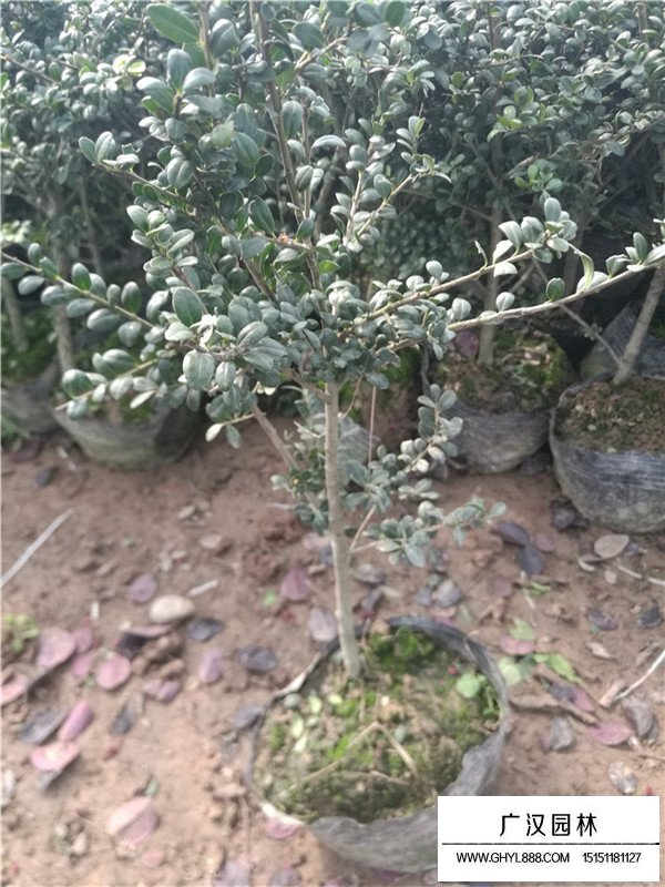 什么時候種植龜甲冬青(圖3)