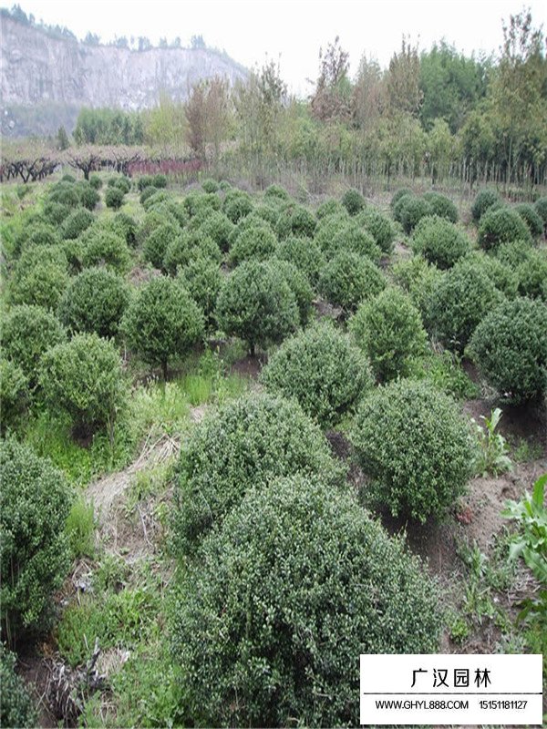 龜甲冬青什么時候種植好(圖4)