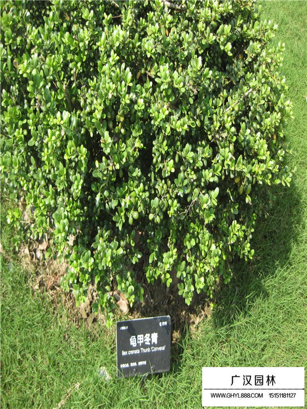 龜甲冬青管理及種植(圖4)