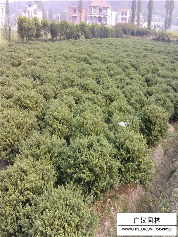 龜甲冬青種植成活后又枯萎了是什么原因(圖2)