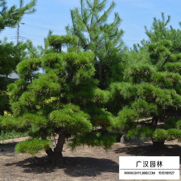 黑松白芽松市場行情(圖2)