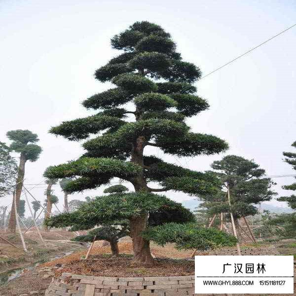 黑松白芽松市場行情(圖4)