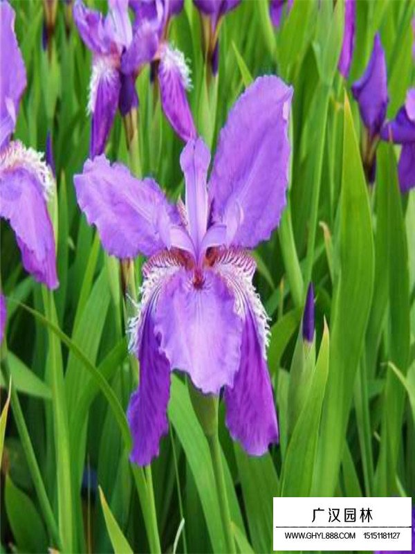 紫花鳶尾和黃花鳶尾的區分(圖1)