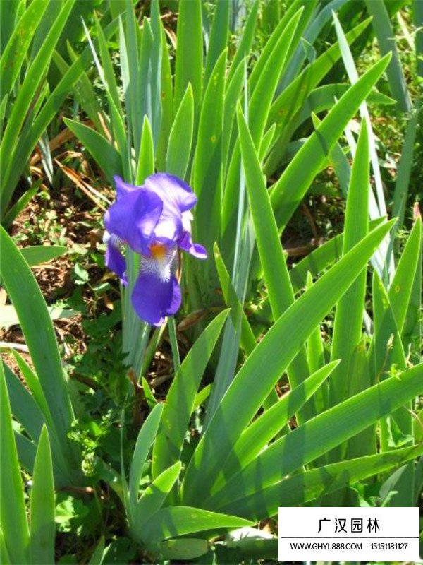 紫花鳶尾和黃花鳶尾的區分(圖2)