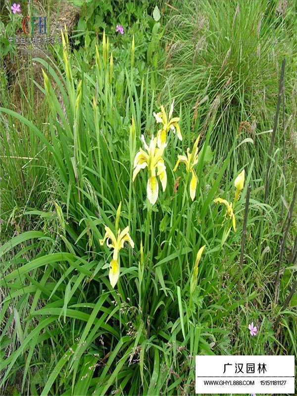 紫花鳶尾和黃花鳶尾的區分(圖3)