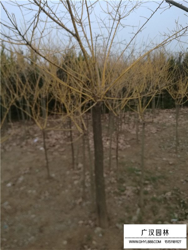 黃金條是什么(圖4)