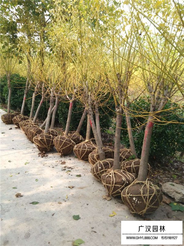 黃金條植物是什么(圖3)