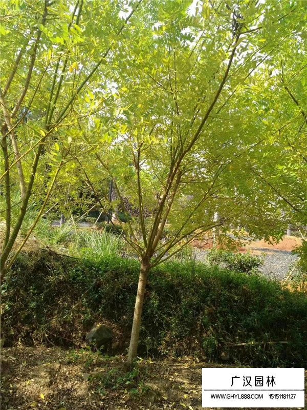 黃金條植物是什么(圖4)