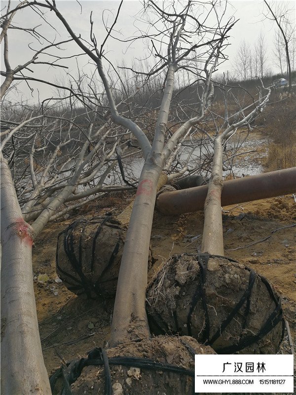黃山欒基地在哪(圖1)