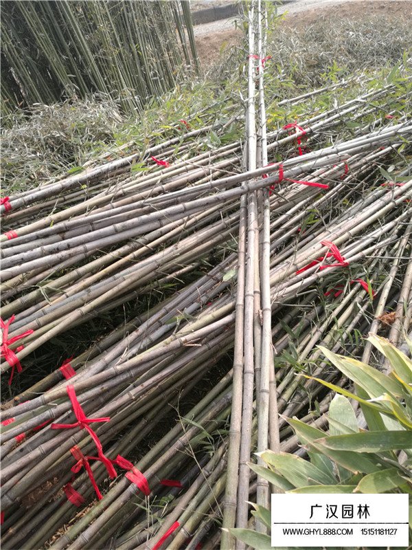 院子載種紫竹好還是載種金鑲玉好(圖4)