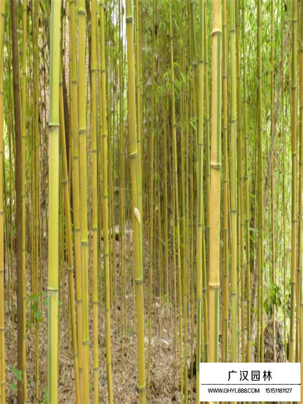 金鑲玉竹和紫竹培植的時候應該注意些什么(圖4)