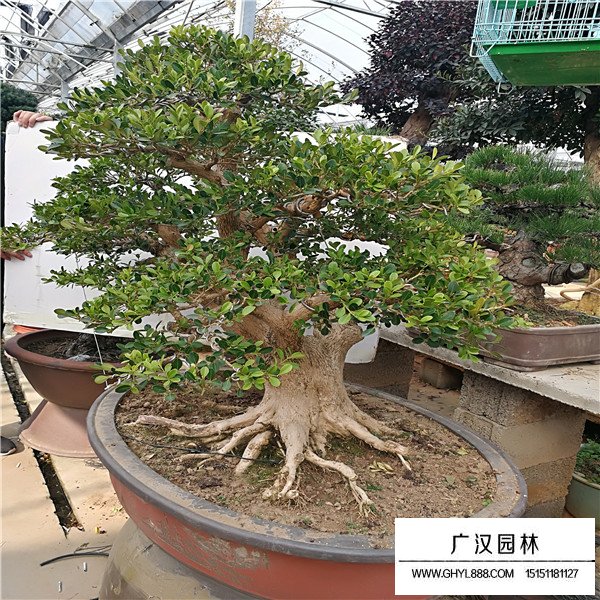 黃楊盆景最佳修剪時間(圖4)