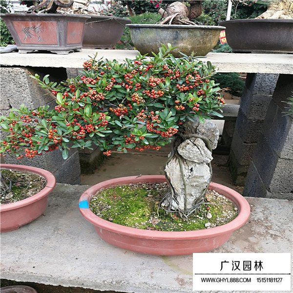火棘盆景圖片(圖3)