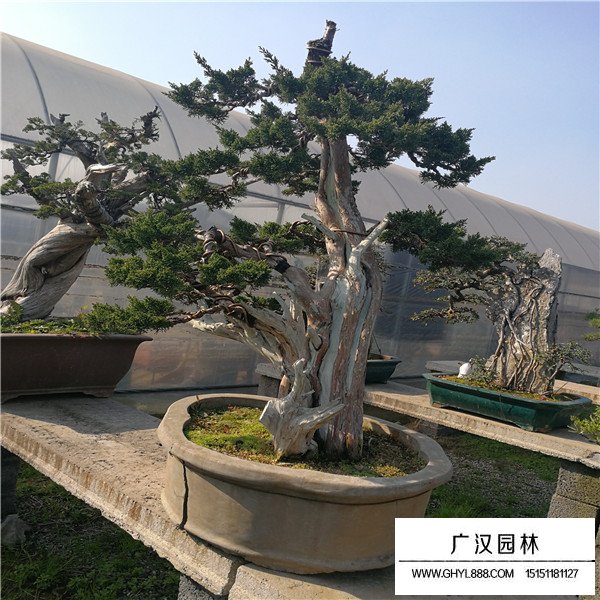 濟州真柏盆景購買(圖1)