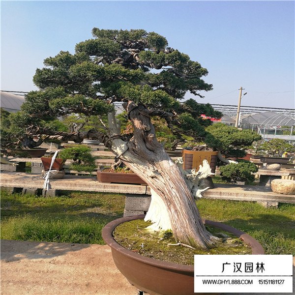 濟州真柏盆景購買(圖2)