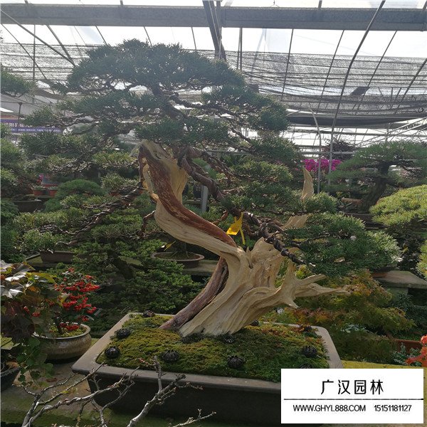 濟州真柏盆景購買(圖3)
