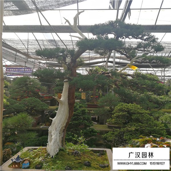 濟州真柏盆景購買(圖4)