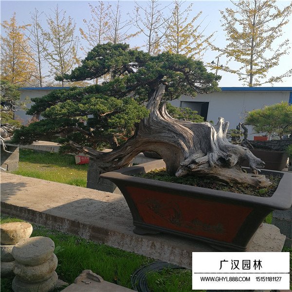 濟州真柏盆景如何養殖(圖1)