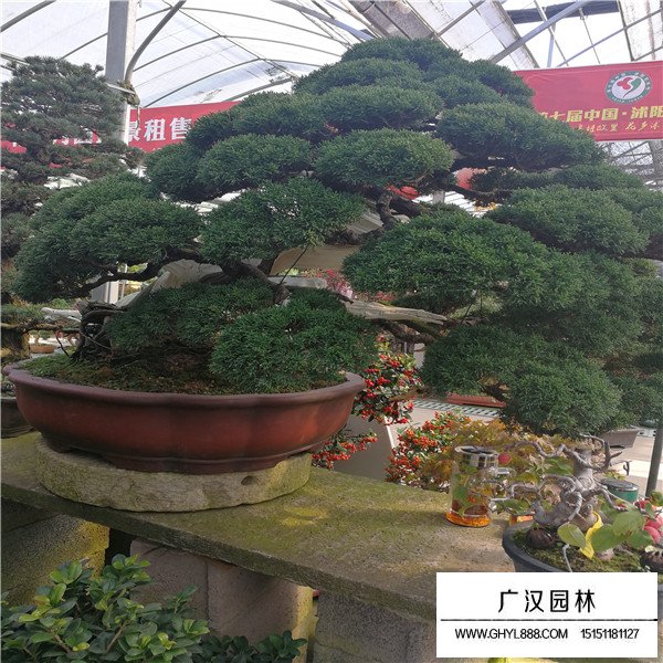 濟州真柏盆景如何養殖(圖2)