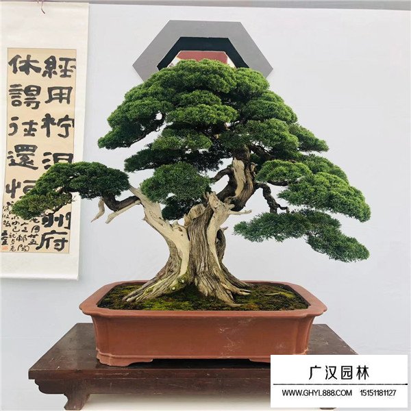 濟州真柏盆景如何養殖(圖3)