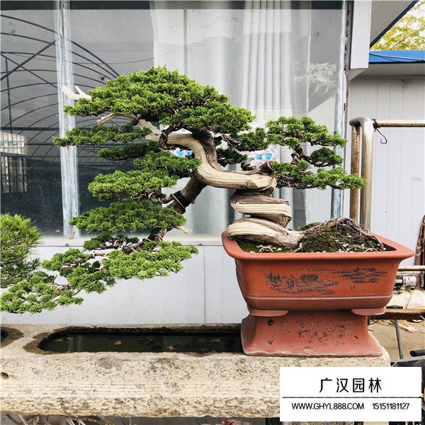 濟州真柏盆景如何養殖(圖4)
