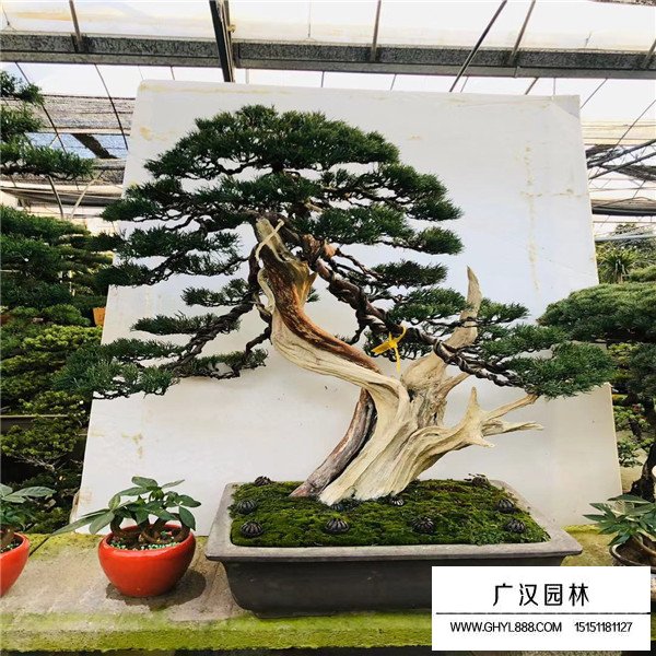 濟州真柏盆景圖片(圖1)