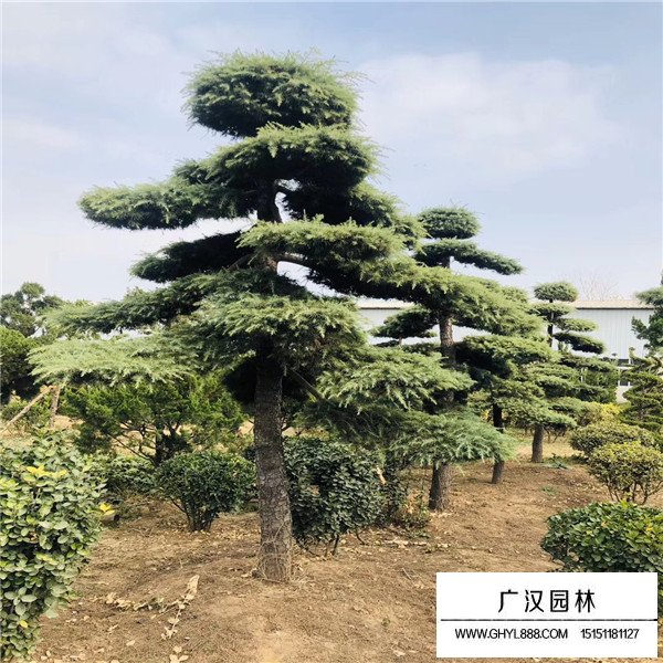 濟州真柏盆景圖片(圖2)