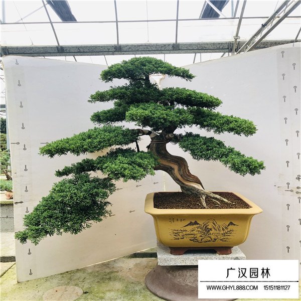 濟州真柏盆景圖片(圖3)