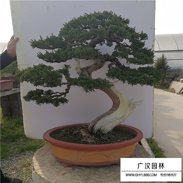 濟州真柏盆景圖片(圖4)
