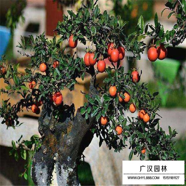 金彈子的嫁接技術(圖1)