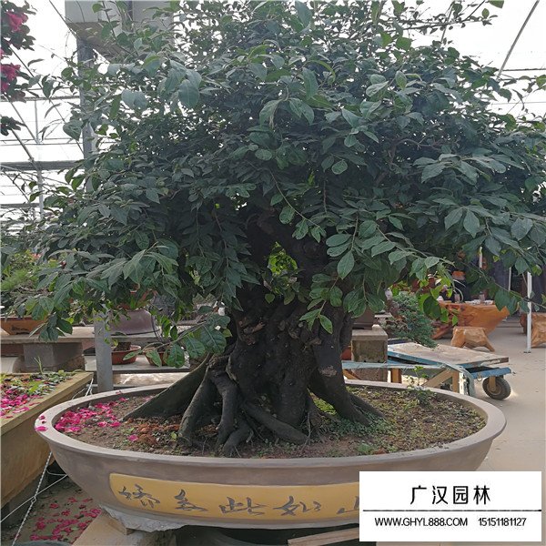 金彈子的作用(圖1)