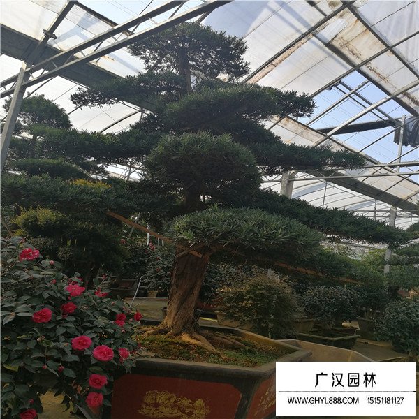 羅漢松盆景圖片(圖4)