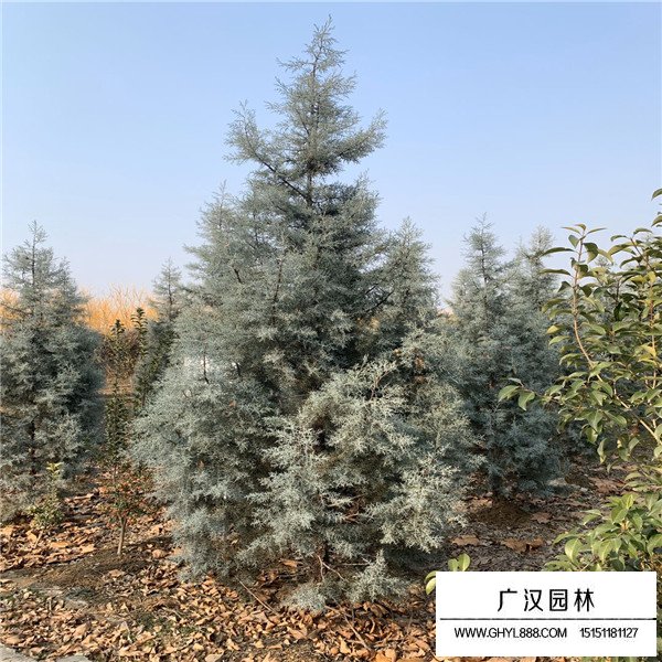 藍冰柏(圖2)