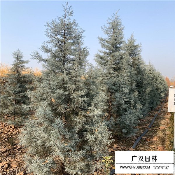 藍冰柏(圖3)