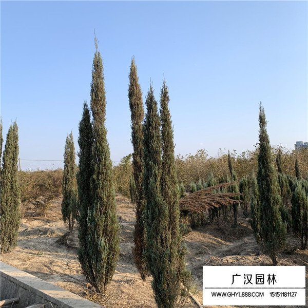藍劍柏(圖1)