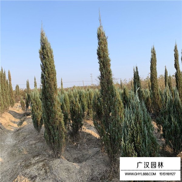 藍劍柏(圖2)