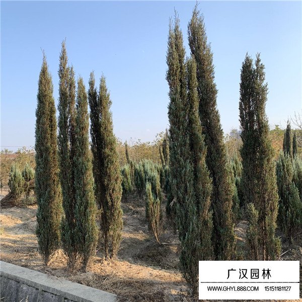 藍劍柏(圖3)