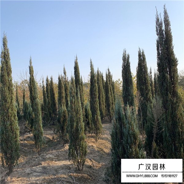 藍劍柏(圖4)