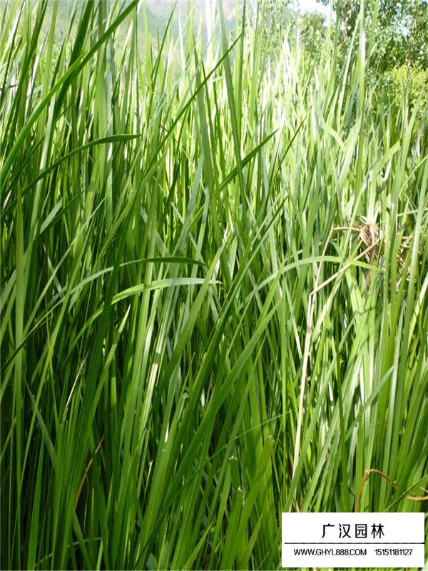 菖蒲百科(圖1)