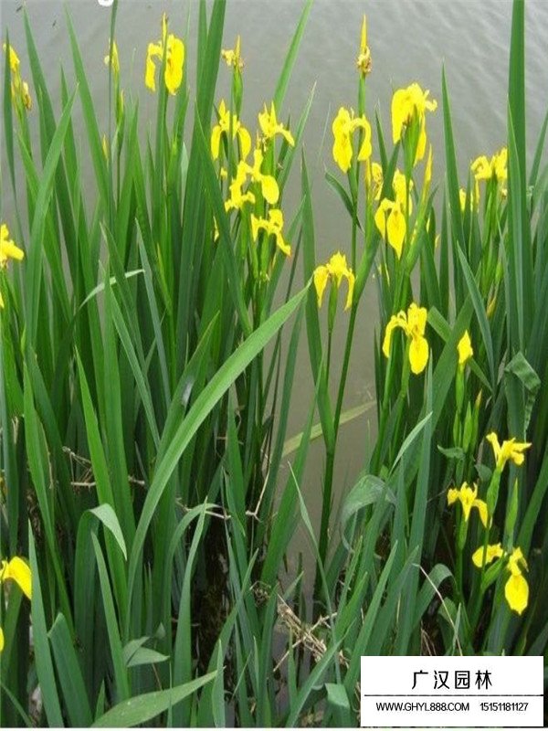 菖蒲百科(圖3)