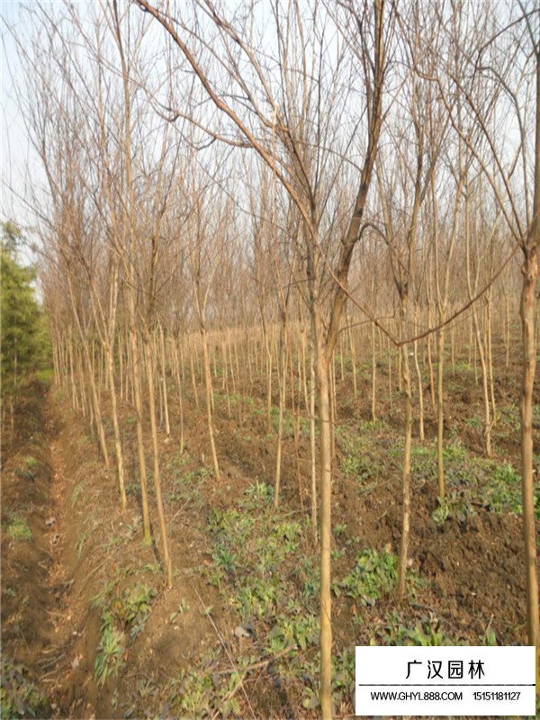 紅花紫薇養殖(圖1)