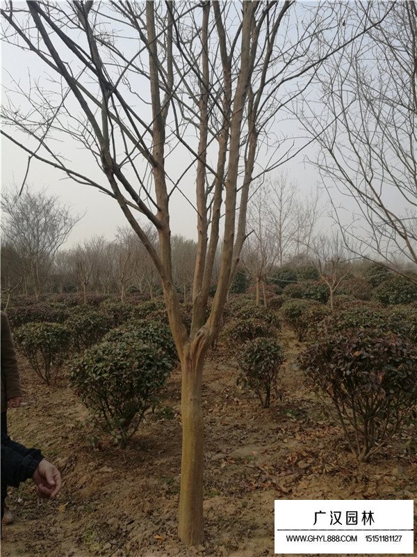 紅花紫薇養殖(圖2)